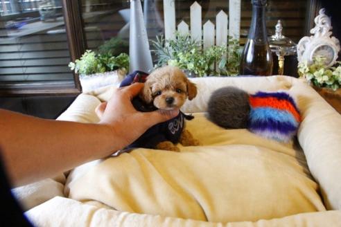 成約済の埼玉県のトイプードル-58132の4枚目