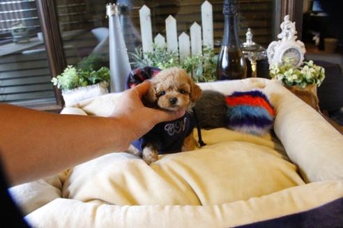 成約済の埼玉県のトイプードル-58132の3枚目