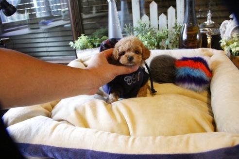 成約済の埼玉県のトイプードル-58132の2枚目