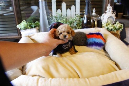 成約済の埼玉県のトイプードル-58132の1枚目