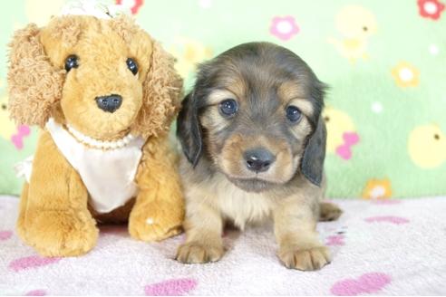 成約済の兵庫県のミニチュアダックスフンド(ロングヘアード)-58133の4枚目