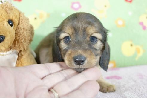 成約済の兵庫県のミニチュアダックスフンド(ロングヘアード)-58133の3枚目