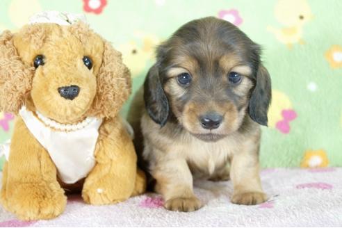 成約済の兵庫県のミニチュアダックスフンド(ロングヘアード)-58133の2枚目