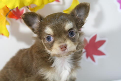 成約済の京都府のチワワ(ロングコート)-58150の4枚目