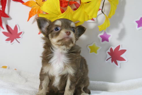 成約済の京都府のチワワ(ロングコート)-58150の3枚目