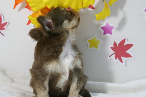 成約済の京都府のチワワ(ロングコート)-58150の2枚目