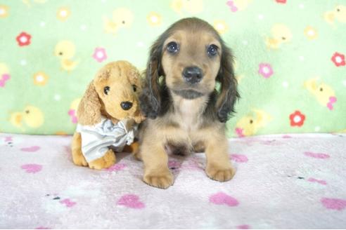 成約済の兵庫県のミニチュアダックスフンド(ロングヘアード)-53944の1枚目