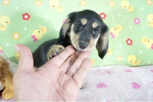 成約済の兵庫県のミニチュアダックスフンド(ロングヘアード)-56357の4枚目