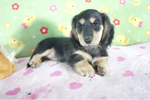 成約済の兵庫県のミニチュアダックスフンド(ロングヘアード)-56357の3枚目