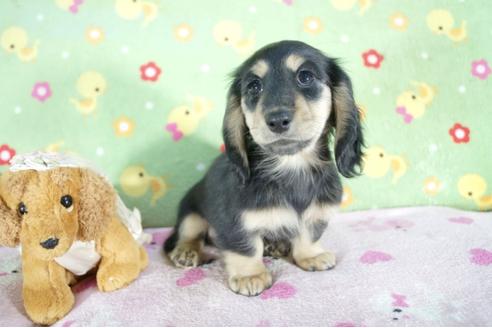 成約済の兵庫県のミニチュアダックスフンド(ロングヘアード)-56357の2枚目