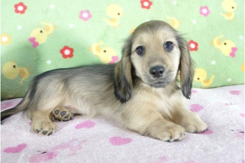 成約済の兵庫県のミニチュアダックスフンド(ロングヘアード)-56358の4枚目