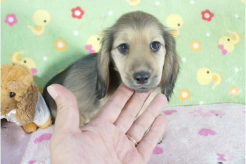 成約済の兵庫県のミニチュアダックスフンド(ロングヘアード)-56358の3枚目