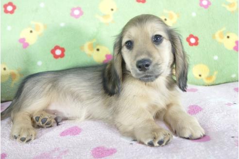 成約済の兵庫県のミニチュアダックスフンド(ロングヘアード)-56358の2枚目