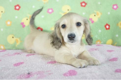 成約済の兵庫県のカニンヘンダックスフンド(ロングヘアード)-56363の4枚目