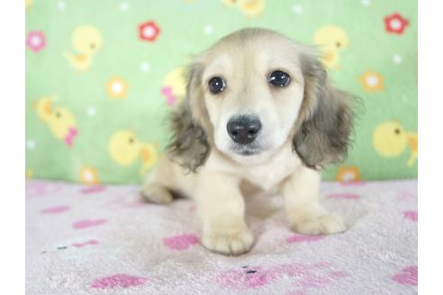 成約済の兵庫県のカニンヘンダックスフンド(ロングヘアード)-56363の3枚目