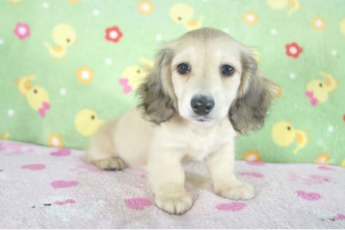 成約済の兵庫県のカニンヘンダックスフンド(ロングヘアード)-56363の2枚目