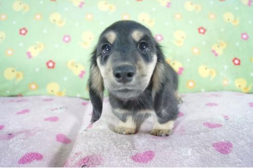 成約済の兵庫県のミニチュアダックスフンド(ロングヘアード)-56360の4枚目