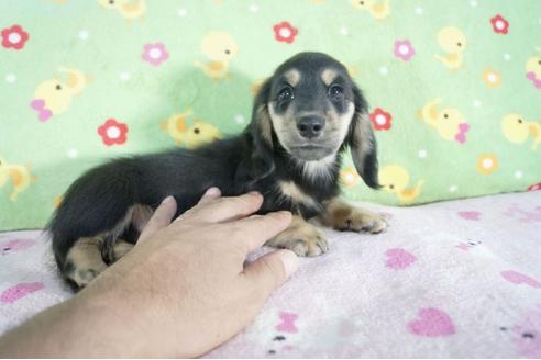 成約済の兵庫県のミニチュアダックスフンド(ロングヘアード)-56360の3枚目