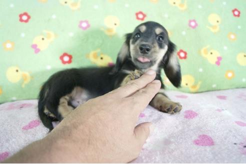 成約済の兵庫県のミニチュアダックスフンド(ロングヘアード)-56360の2枚目