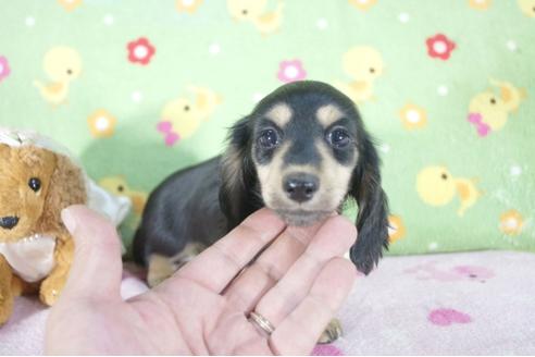 成約済の兵庫県のミニチュアダックスフンド(ロングヘアード)-56366の4枚目