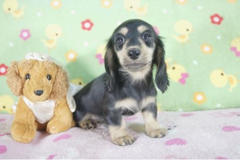 成約済の兵庫県のミニチュアダックスフンド(ロングヘアード)-56366の3枚目