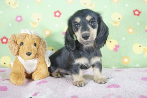 成約済の兵庫県のミニチュアダックスフンド(ロングヘアード)-56366の2枚目