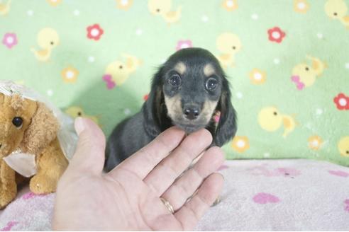 成約済の兵庫県のミニチュアダックスフンド(ロングヘアード)-56367の4枚目