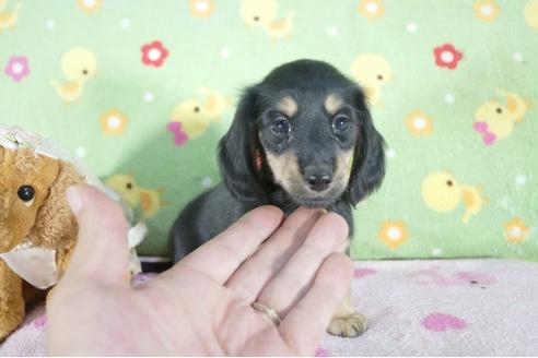 成約済の兵庫県のミニチュアダックスフンド(ロングヘアード)-56367の3枚目