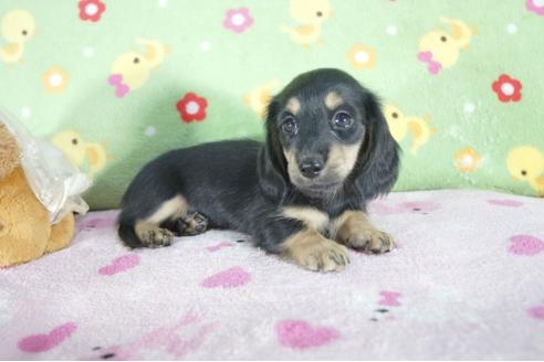 成約済の兵庫県のミニチュアダックスフンド(ロングヘアード)-56367の2枚目