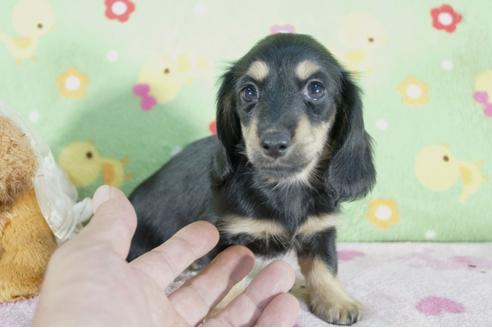 成約済の兵庫県のミニチュアダックスフンド(ロングヘアード)-56368の4枚目