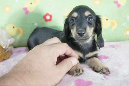 成約済の兵庫県のミニチュアダックスフンド(ロングヘアード)-56368の3枚目