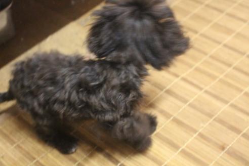 成約済の奈良県のトイプードル-54904の7枚目