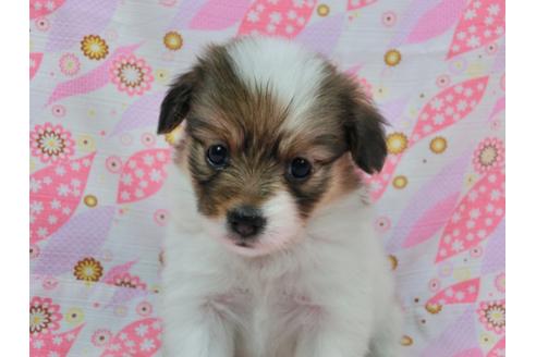 成約済の千葉県のパピヨン-58158の4枚目