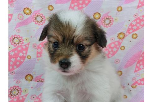 成約済の千葉県のパピヨン-58158の3枚目