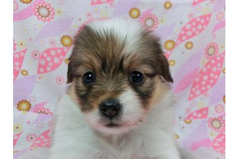 成約済の千葉県のパピヨン-58158の2枚目