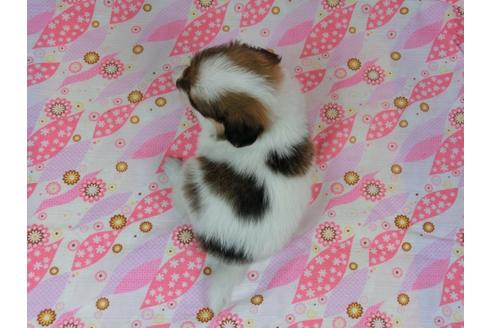 成約済の千葉県のパピヨン-58158の1枚目