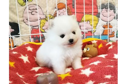 成約済の秋田県のポメラニアン-58079の8枚目