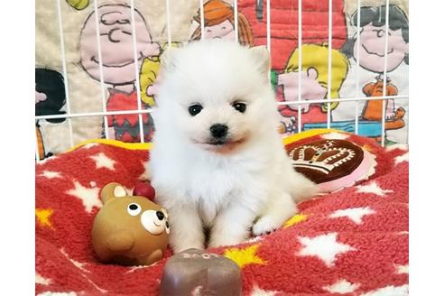 成約済の秋田県のポメラニアン-58079の4枚目