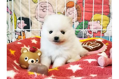 成約済の秋田県のポメラニアン-58079の1枚目