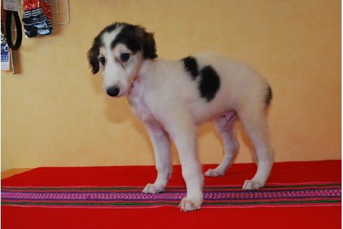 成約済の京都府のボルゾイ-56566の8枚目