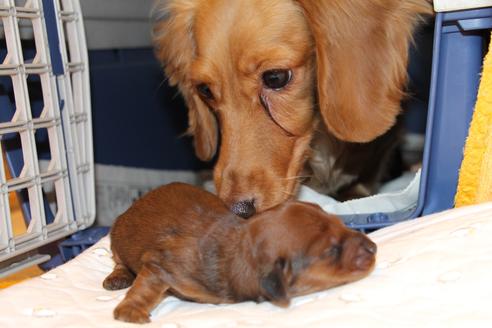 成約済の愛知県のカニンヘンダックスフンド(ロングヘアード)-58269の52枚目
