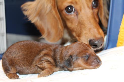 成約済の愛知県のカニンヘンダックスフンド(ロングヘアード)-58269の51枚目