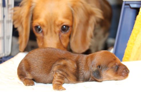 成約済の愛知県のカニンヘンダックスフンド(ロングヘアード)-58269の50枚目