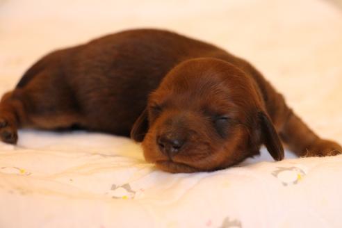 成約済の愛知県のカニンヘンダックスフンド(ロングヘアード)-58269の49枚目