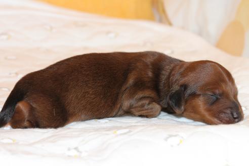 成約済の愛知県のカニンヘンダックスフンド(ロングヘアード)-58269の48枚目