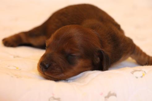 成約済の愛知県のカニンヘンダックスフンド(ロングヘアード)-58269の47枚目