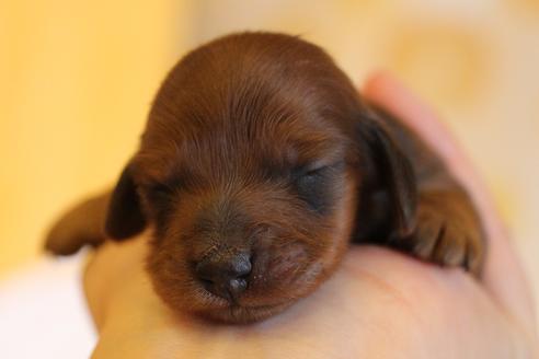 成約済の愛知県のカニンヘンダックスフンド(ロングヘアード)-58269の46枚目