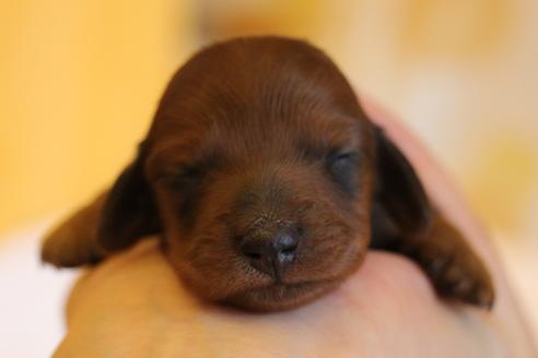 成約済の愛知県のカニンヘンダックスフンド(ロングヘアード)-58269の45枚目