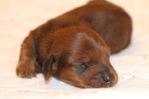 成約済の愛知県のカニンヘンダックスフンド(ロングヘアード)-58269の44枚目