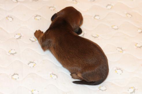 成約済の愛知県のカニンヘンダックスフンド(ロングヘアード)-58269の43枚目